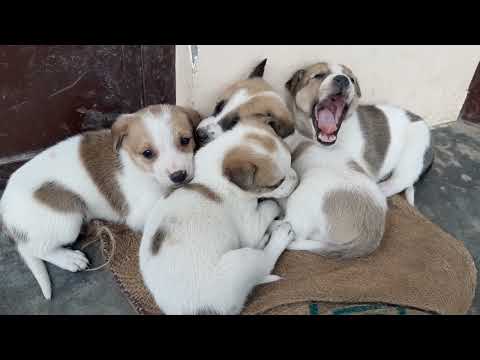 How puppy sleep in winter rainy day | Pet | Nature | Puppy | kudrat |