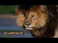 Legendary Scarface Lion His End Is Near
