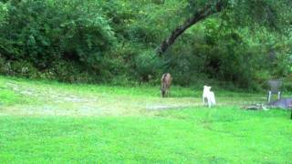 preview picture of video 'Puppy plays with a Buck'