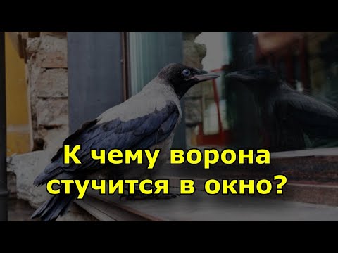 Ворона стучит в окно. Ворона в окно стучится примета к чему. Ворон сел на окно примета к чему. Ворона прилетает к окну примета.