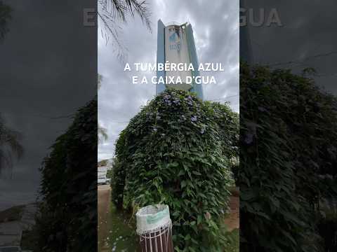 A tumbérgia azul e a caixa d’água praça Ladislau ferreira Coelho lagoa formosa mg