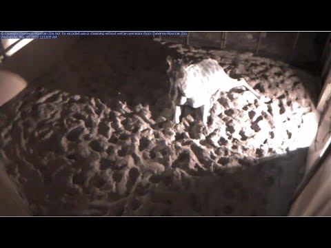 Cheyenne Mountain Zoo Giraffe 'Birth Cam' 2019