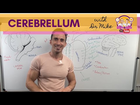 The Cerebellum
