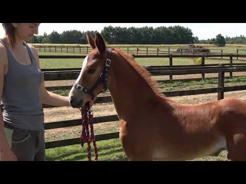 Foundation x Rubin Star x Donnerhall 2018 colt foal