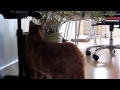 Grey Hissing At Indy