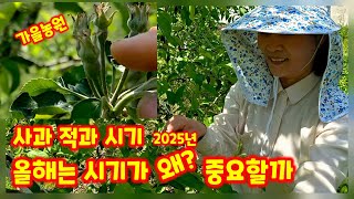 홍로사과 적과 시기 올해는 시기가 매우 중요 충북 괴산 가을농원 [사과재배방법]