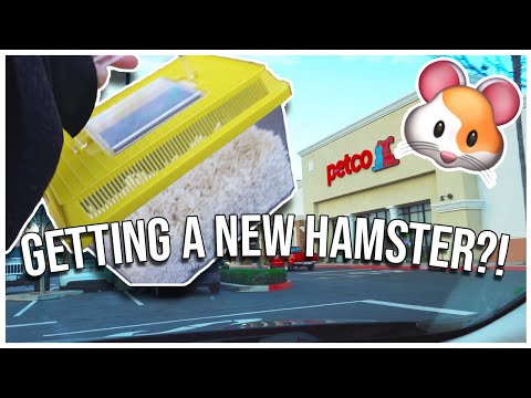 GETTING A HAMSTER ????✨| cage setup, supplies haul