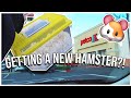 GETTING A HAMSTER 🐹✨| cage setup, supplies haul