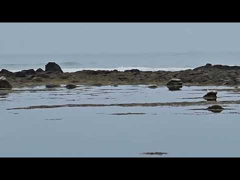 Iceland - Ytri Tunga Beach