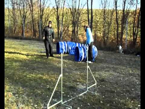 Eliška a Connie trénink agility 12.11.2011
