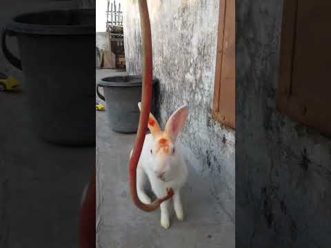 Snake Vs Pushpa Rabbit In A Big Fights - Who will win ?? #shorts #rabbit #viral #snake