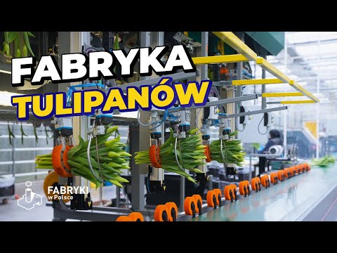 Tajemniczy świat plantacji tulipanów w Polsce – Fabryki w Polsce