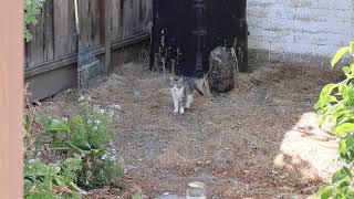 Feeding Stray Cats😺 The Shy Trio: A Stray Cat Family