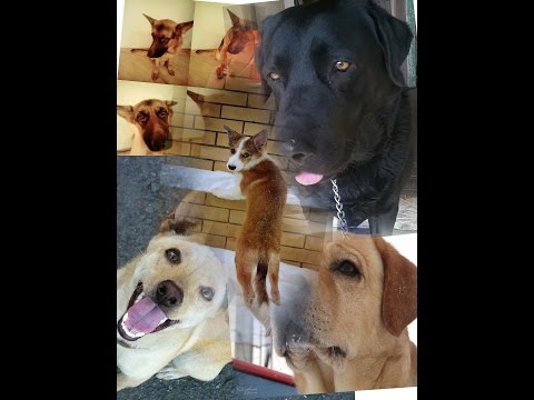 Mukhtar, Nana, Ayaks, Maybilline, Ray| Truck