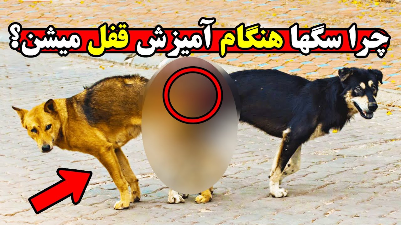 مراحل کامل جفت گیری سگ و علت قفل شدن آنها هنگام آمیزش