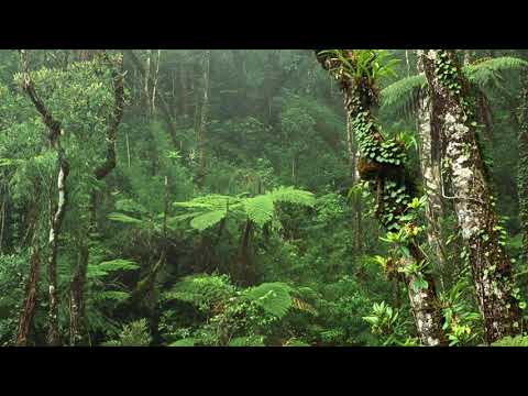 Miejski Szaman - Powrót