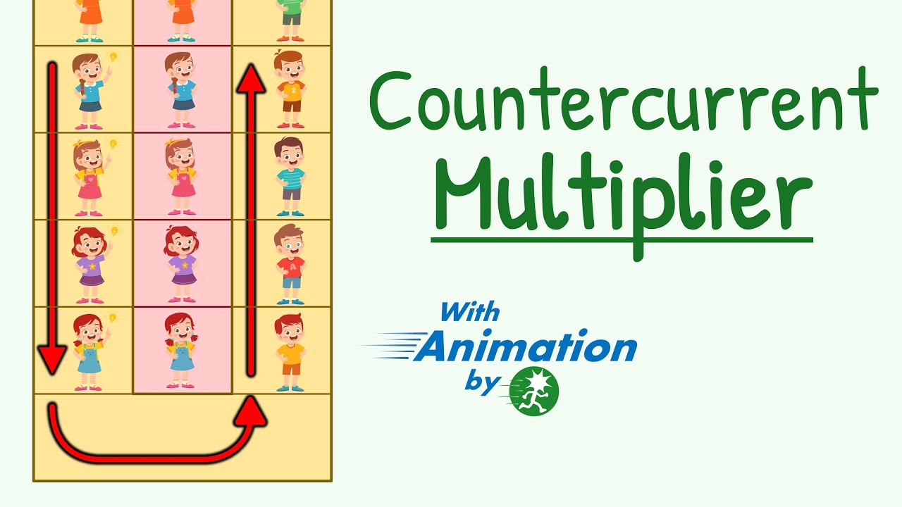 Countercurrent Multiplier Mechanism of Urine Concentration in Kidney | Countercurrent Mechanism