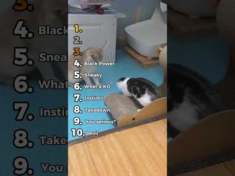 Top 10 Knockout Cats 💥