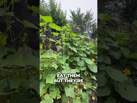 Myth Busting: Yellow Cucumbers Are Safe to Eat