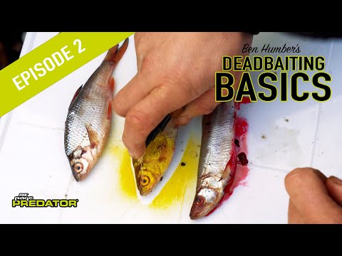 PIKE DEADBAITING BASICS PT2: Learn how to hook deadbaits and use bait additives