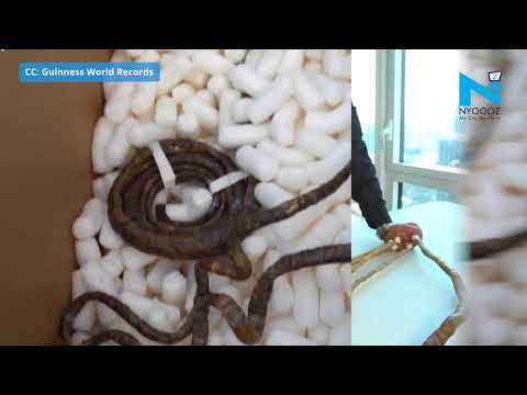 This is how they cut ‘World’s longest Nails’