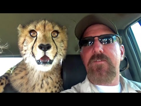 Two Cheetah Cubs Try To Hunt a Rabbit For the First Time