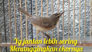 Download lagu tips membedakan jantan/betina pada kerak basi jenis sinchan yg dibeli dari ombyokan mp3