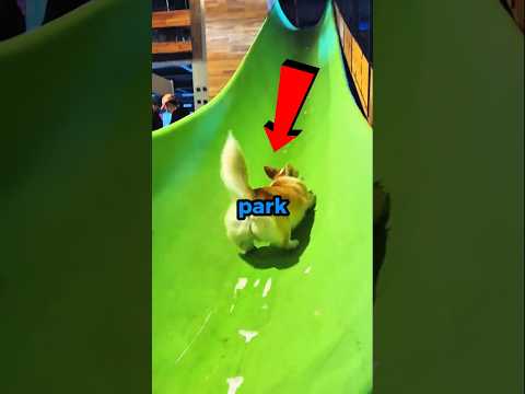 Never take your dog to the park 😲😱