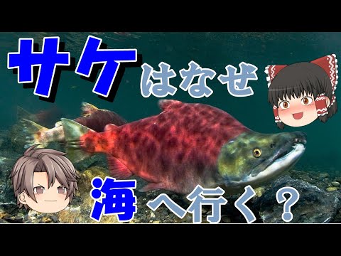 ナポリ県 - ステマ.png