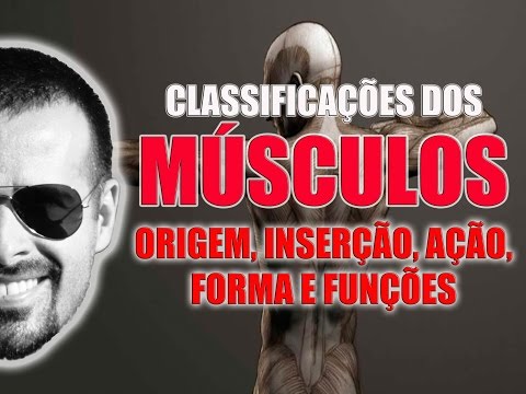 Classificação dos músculos quanto à origem, inserção, ação, forma e função - VideoAula 022