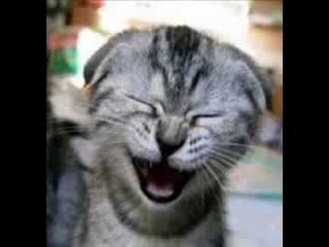 Cat Lining (Devouring Cat)