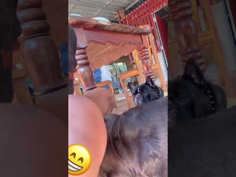 มุดหา ขนมอยู่ไหนนุด #คนรักหมา #pets #postviralシ #fbreelsfyp