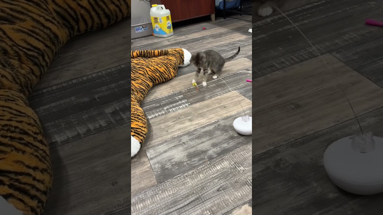 Enlarge JINGLE, JANGLE AND BUDDY, an adopted mixed breed in Carroll, OH video 5/6