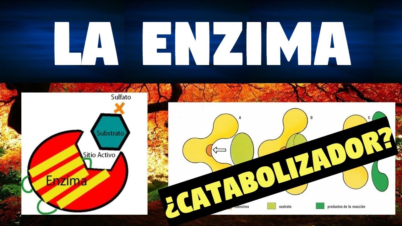 TODO SOBRE LAS ENZIMAS | CLASIFICACIÓN Y FUNCIONES | CARACTERISTICAS