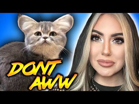 LOOK at all those KITTENS! | Try not to Aww | 42