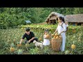 Harvesting Ripe Pineapples Right Next To The House Country Life With My Little Family Ly Tieu Ca