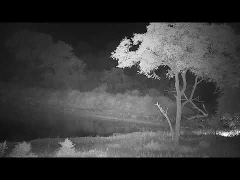 Djuma: Two Elephant bulls - 23:37 - 02/11/2022