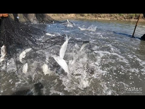 EP695-P1 - Bangus Harvest | Occ. Mindoro