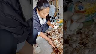 Why China Farmers Turn Corn Waste into a Million Dollar Mushroom Business 🍄🌽 #shortvideo