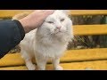 White Cat With Orange Tail