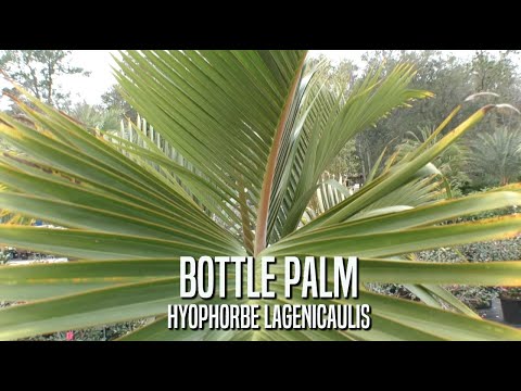 , title : 'Bottle Palm, A Collectors Favorite'