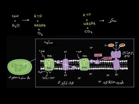 الصف العاشر الأحياء البناء الضوئي التفاعلات المعتمدة على الضوء 1