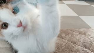 猫じゃらしで遊ぶ何気ない日常が幸せです。