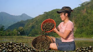 Harvesting stuffed snails in the field | go to the market to sell | Em Tên Toan