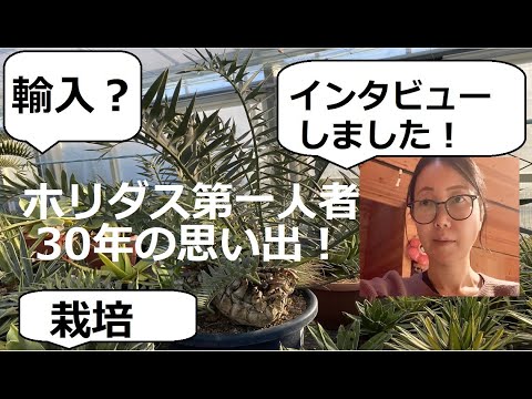 園芸 巨大なクワンゴソテツ、ローレンスエンセファラルトス