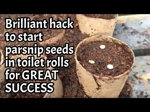 How to start parsnip seeds in toilet rolls Dont Crop Me Now