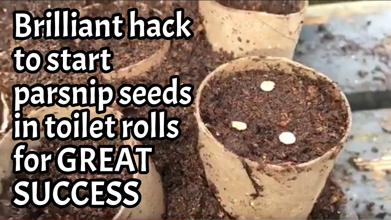 How to start parsnip seeds in toilet rolls Dont Crop Me Now