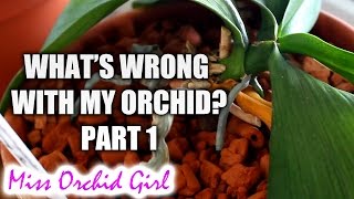 What's wrong with my Orchid? - Top common Orchid problems Part 1