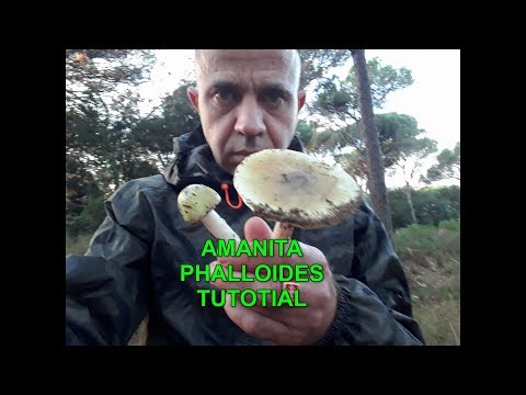 Amanita Phalloides. Come riconoscere la Principessa della morte tutorial