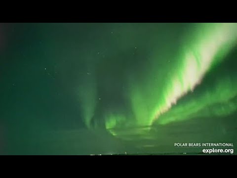 A Brilliant Burst   Explore.org February 15, 2021